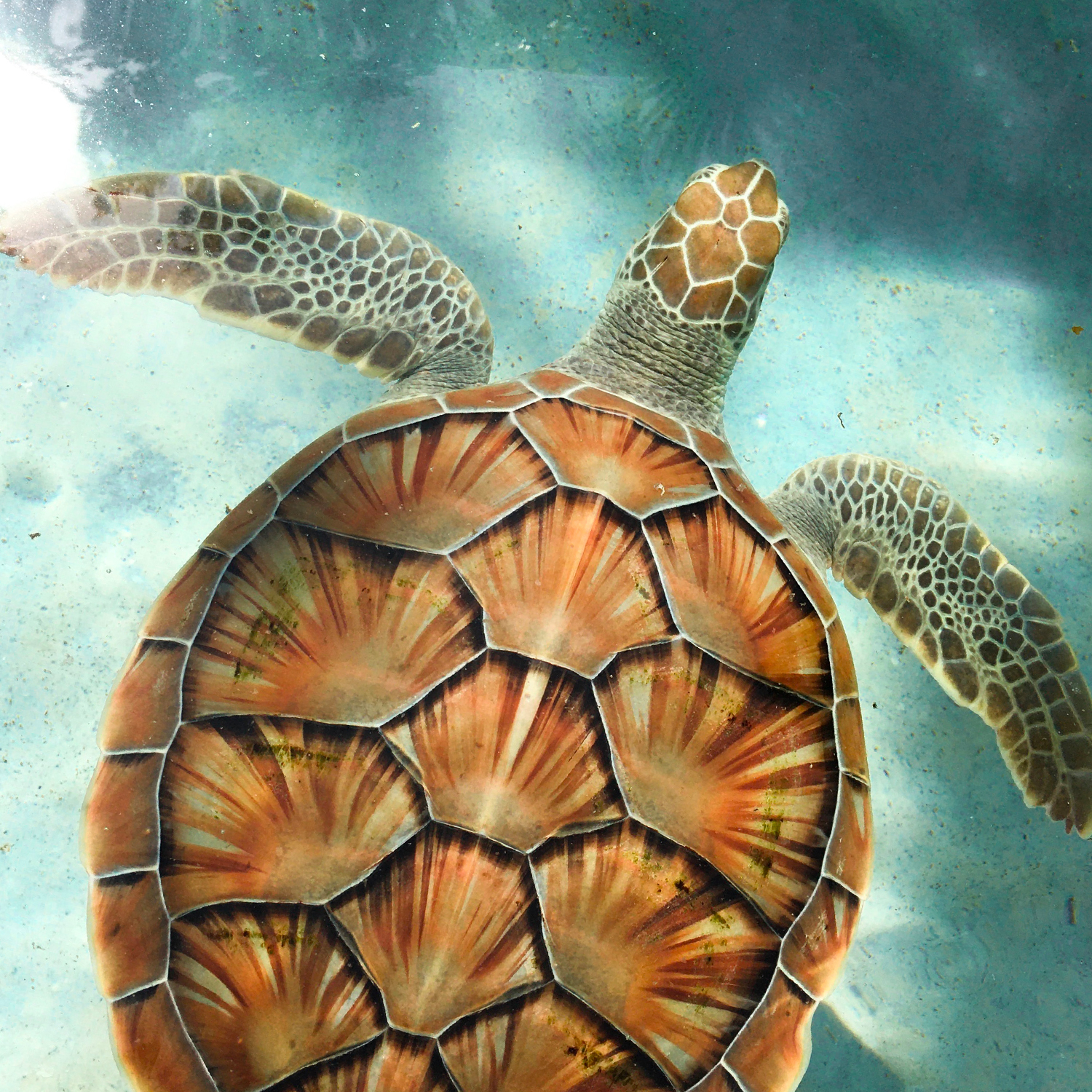 Die Wasserschildkröte weckt den Geist Jamaikas